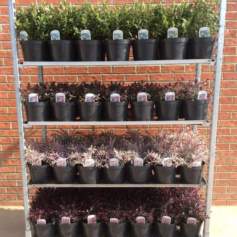 Hebe Plants Rack