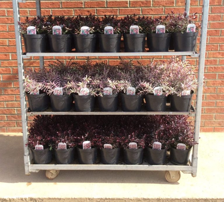 Hebe Plants Rack